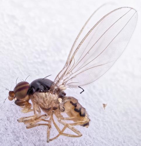 Asteia amoena